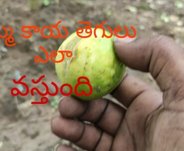 Lemon garden|| nimma thota||villagers making c vitamin||vitamin c is increasing your immunity