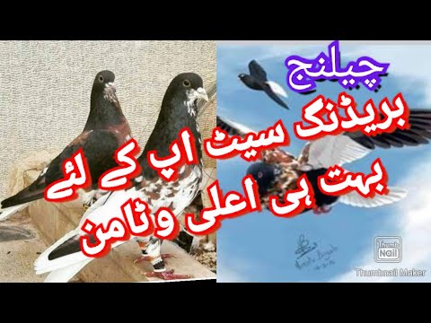 Best Vitamin For Pigeons Breeding Setup |Gulgasht Pigeons|