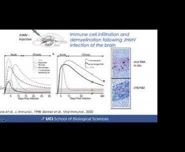 Innate Immune Responses to Murine Coronavirus Infection by Thomas E. Lane, PhD | UCI