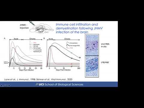 Innate Immune Responses to Murine Coronavirus Infection by Thomas E. Lane, PhD | UCI