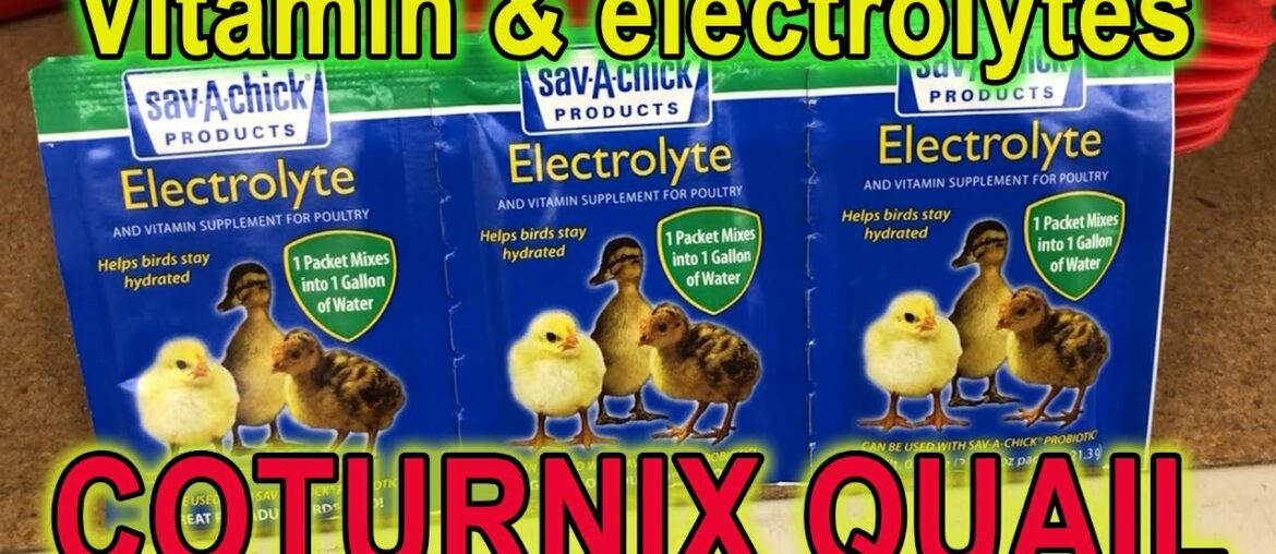 COTURNIX QUAIL VITAMIN / ELECTROLYTE SUPPLEMENTS - The Benefits