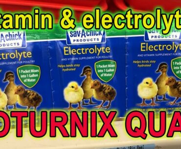 COTURNIX QUAIL VITAMIN / ELECTROLYTE SUPPLEMENTS - The Benefits