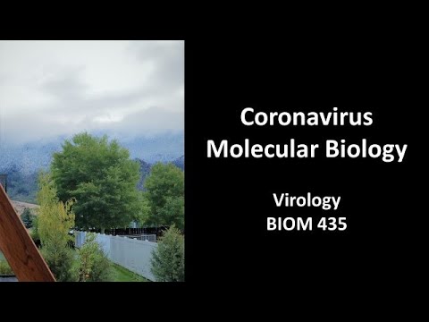 Coronavirus Molecular Biology