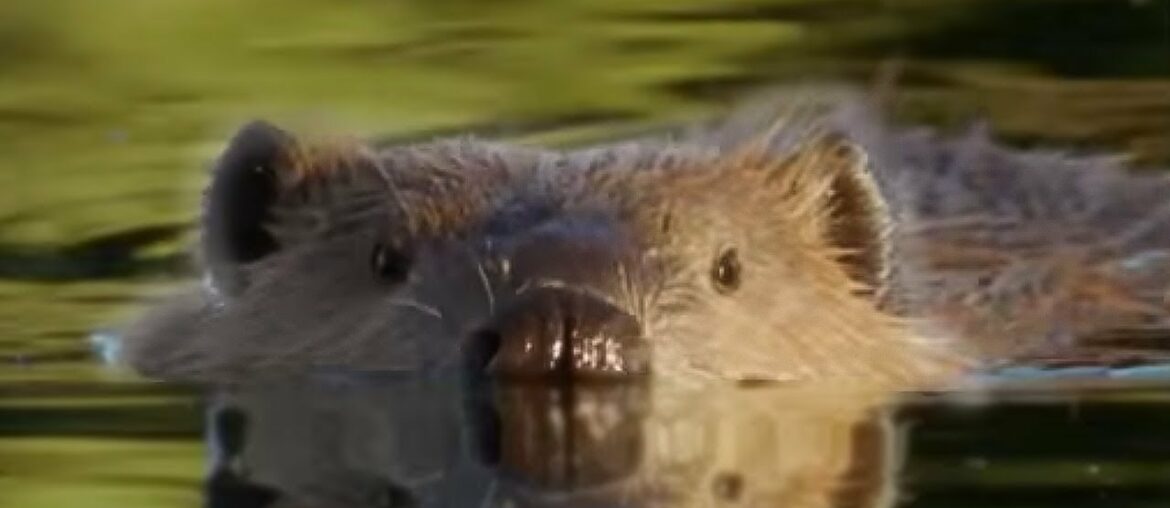 Beaver Lodge Construction Squad | Attenborough | BBC Earth