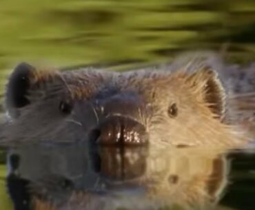 Beaver Lodge Construction Squad | Attenborough | BBC Earth