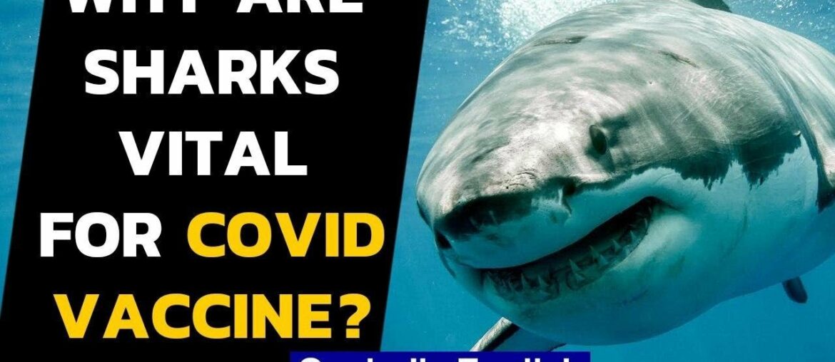 Coronavirus: Upto 5 lakh sharks could be slaughtered for Covid-19 vaccine|Oneindia News