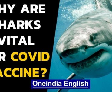 Coronavirus: Upto 5 lakh sharks could be slaughtered for Covid-19 vaccine|Oneindia News