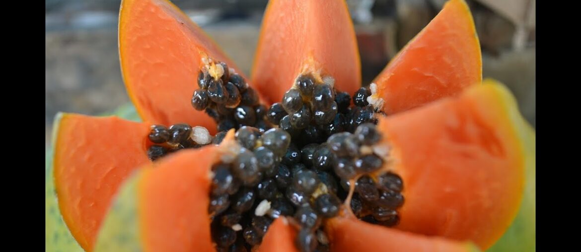 13 Incredible Health Benefits of Papaya