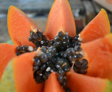 13 Incredible Health Benefits of Papaya