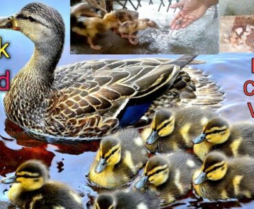 Duck food 2020 || Protein, Calcium feed for ducks || Cheap nutrition food for poultry farming