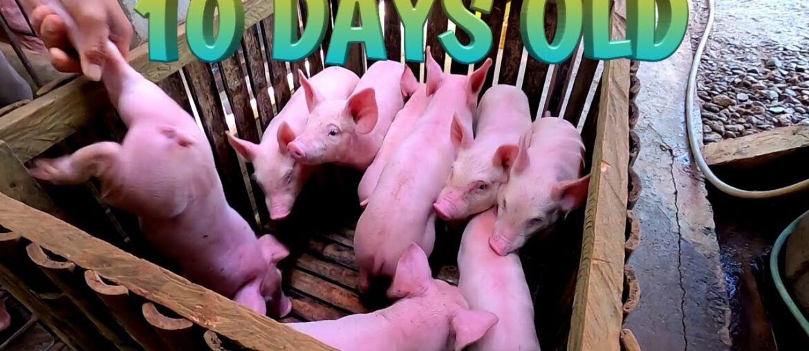 24 PIGLETS | CASTRATE AND VITAMINS | TERZAGHI TV