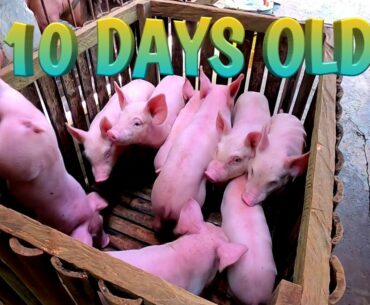 24 PIGLETS | CASTRATE AND VITAMINS | TERZAGHI TV