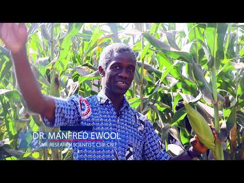 CSIR-CRI, HARVEST PLUS PRO VITAMINS A DOCUMENTARY