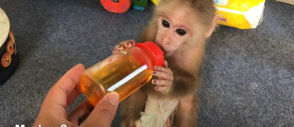 Monkey Sen was given vitamins by his father