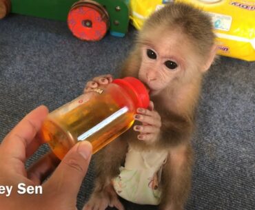 Monkey Sen was given vitamins by his father