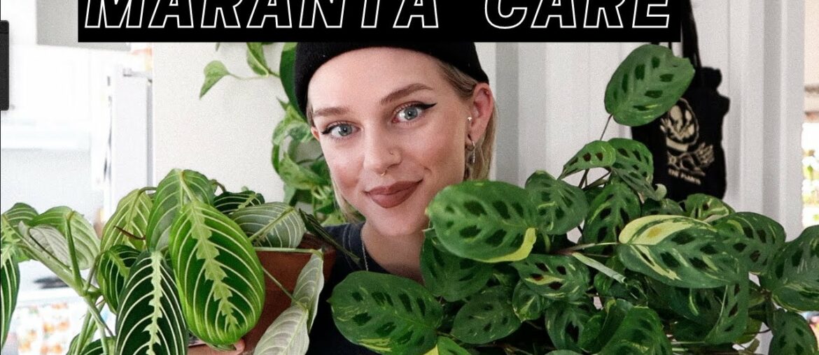 How I Care For My Maranta Plants