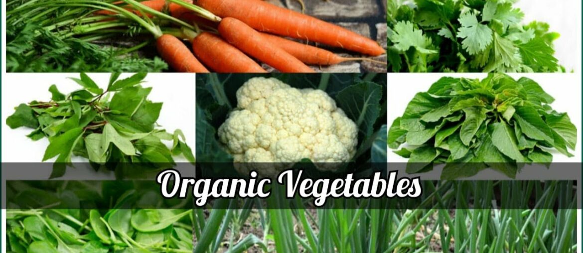Organic Vegetables at Farm