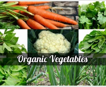Organic Vegetables at Farm