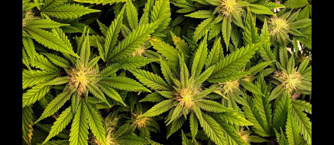 THC in cannabis ‘could help prevent’ deadly complications of coronavirus