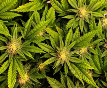THC in cannabis ‘could help prevent’ deadly complications of coronavirus