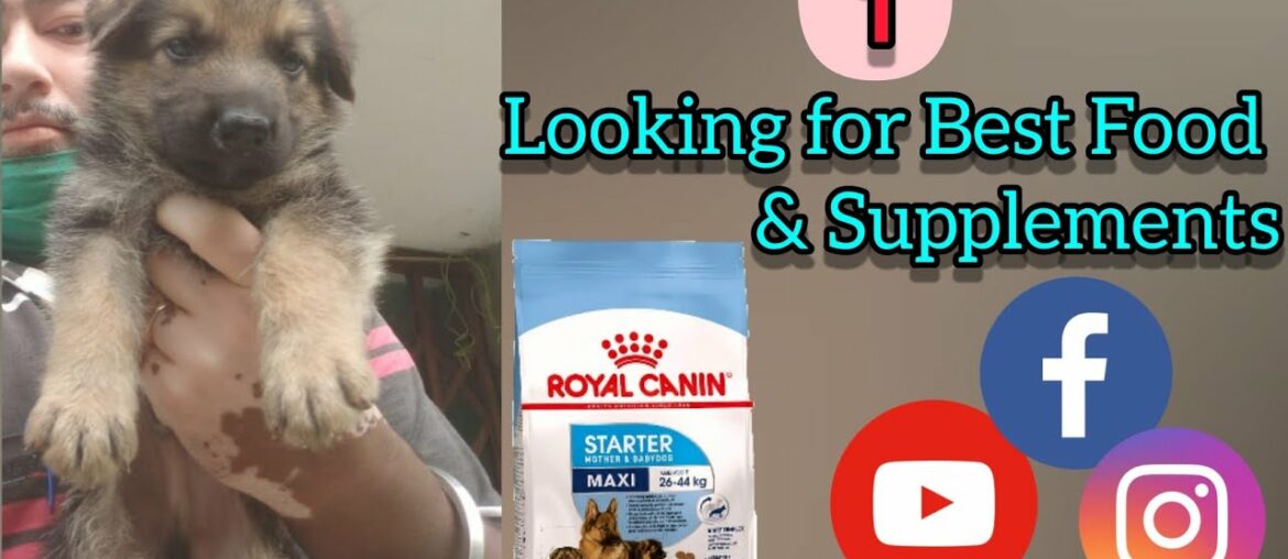 Puppy Food and Supplements || For 1st time dog owners || Annie & Alex