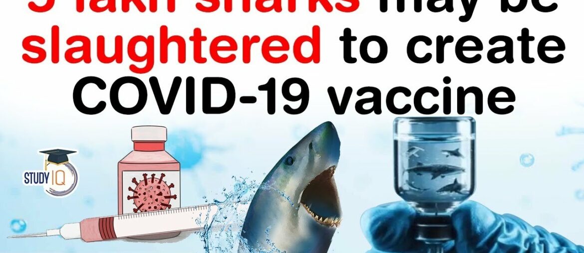 Covid 19 Vaccine Development - 5 lakh sharks may be slaughtered to create Covid 19 vaccine #UPSC