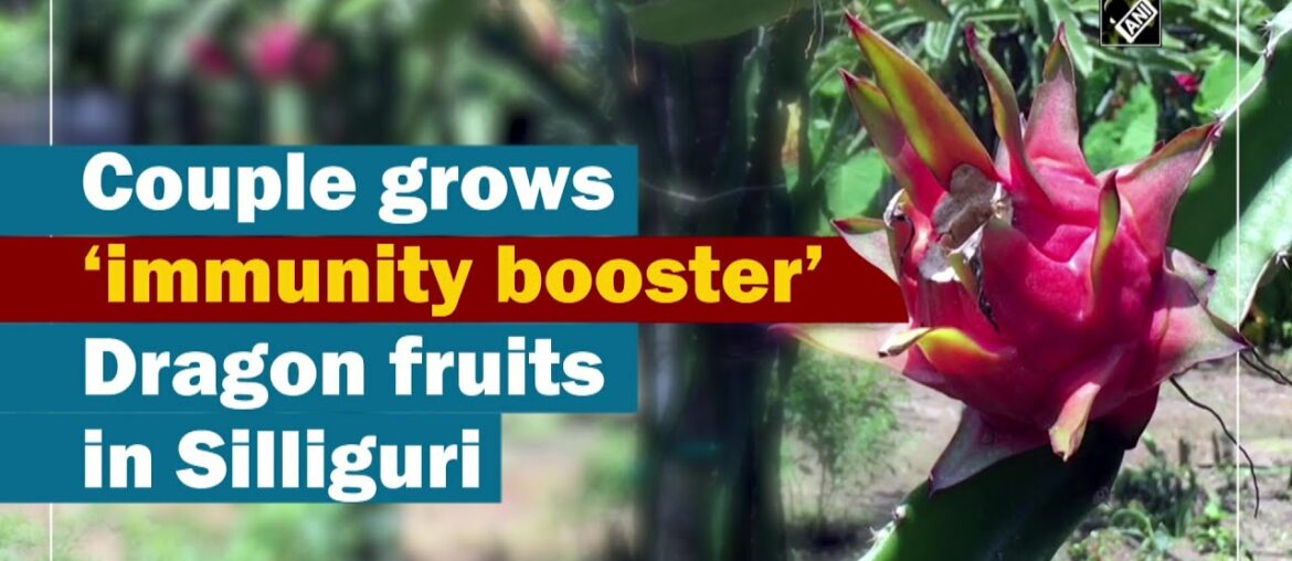 Couple grows ‘immunity booster’ Dragon fruits in Silliguri