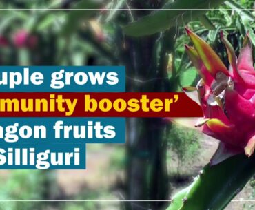 Couple grows ‘immunity booster’ Dragon fruits in Silliguri