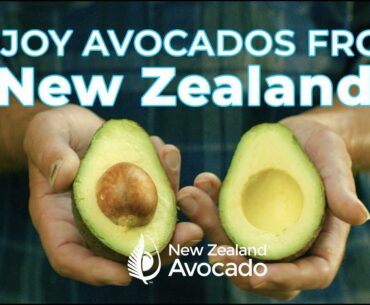 Why are New Zealand avocados so nutritious?