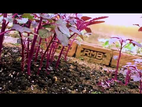 Amaranth leaves - Cinematic