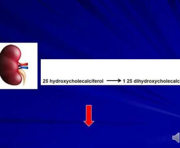 Lecture 2 fat soluble vitamins