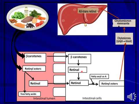 Lecture 1 fat soluble vitamins