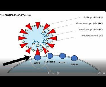 5th episode(immunity series), how to fight COVID 19