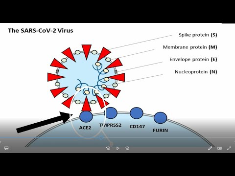 5th episode(immunity series), how to fight COVID 19