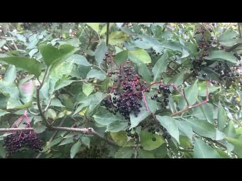 Wild Elderberries