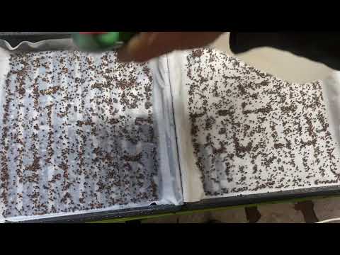 Growing micro greens on organic bamboo paper towel live enzymes nutrition