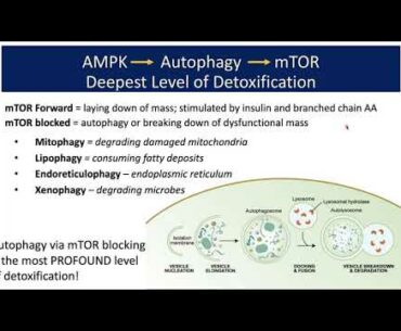 Integrating Detoxification, Metabolic Fitness, and Mitochondrial Health as Core Pillars for Vital Im