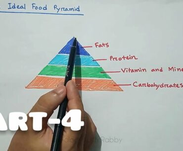 SSC Biology | Food ,Nutrition & Digestion | Part-4 |Food pyramid,Vit deficiency disease |