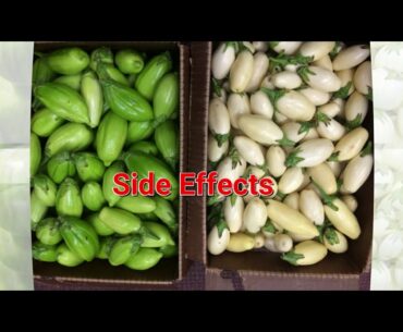 Health Benefits and Nutrition Facts of Tropical Garden Egg eggplants