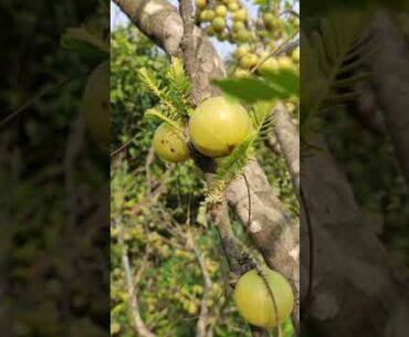 Amla fruit tree aka indian goosberry and nellikai!