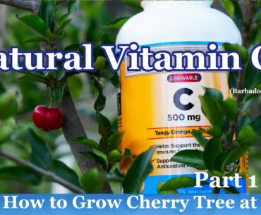 Natural Vitamin C ? How to Growing Cherry Tree #1 of 2