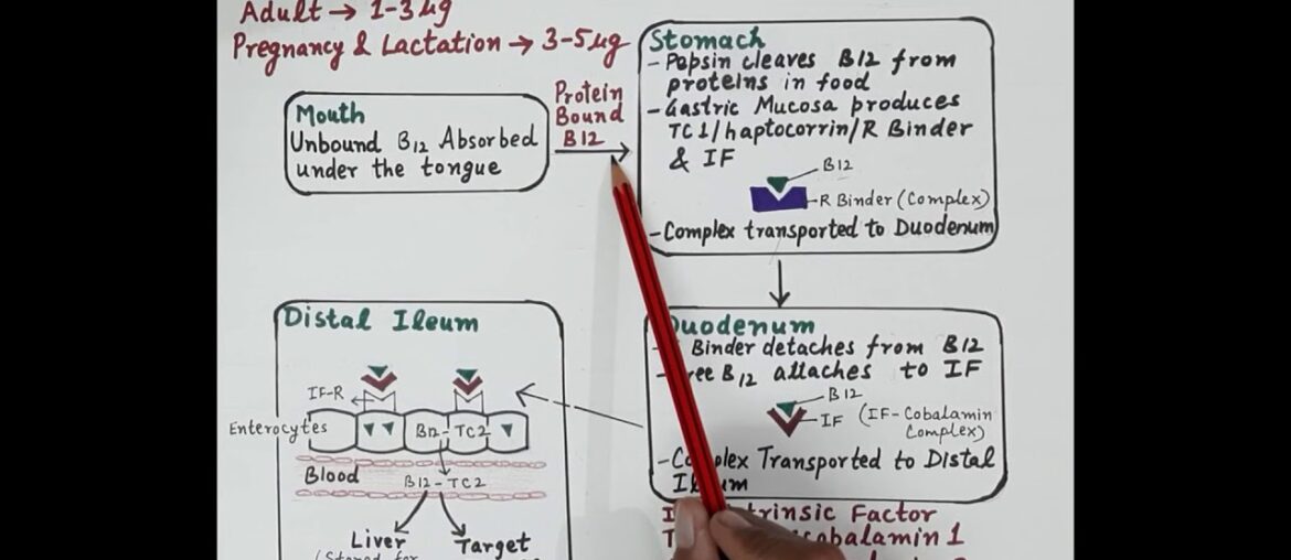 Haematinics (Part 4) : Vitamin B12 Cobalamin  Physiology & Supplements | Dr.   Shikha Parmar