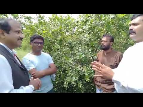 Organic Goose berry with RCM Harit sanjivani