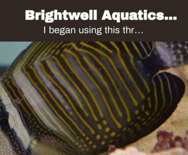 Brightwell Aquatics Vitamarin-M - Multivitamin Supplement for All Marine Aquaria