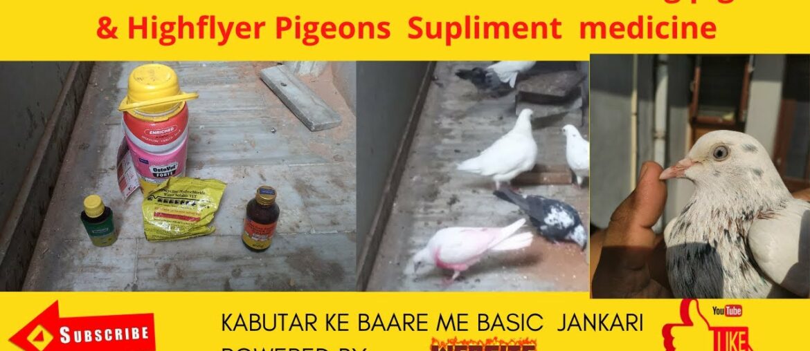 Jode wale kabutaro ke liye calcium or vitamin | Best calcium and multi vitam. supplement for Pigeon