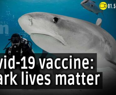 The race against time to develop COVID-19 vaccine puts shark lives at risk