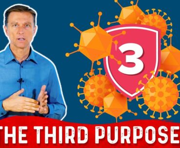 The 3rd Purpose of Your Immune System