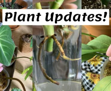 10 Day Update | Plants Lost in the Mail