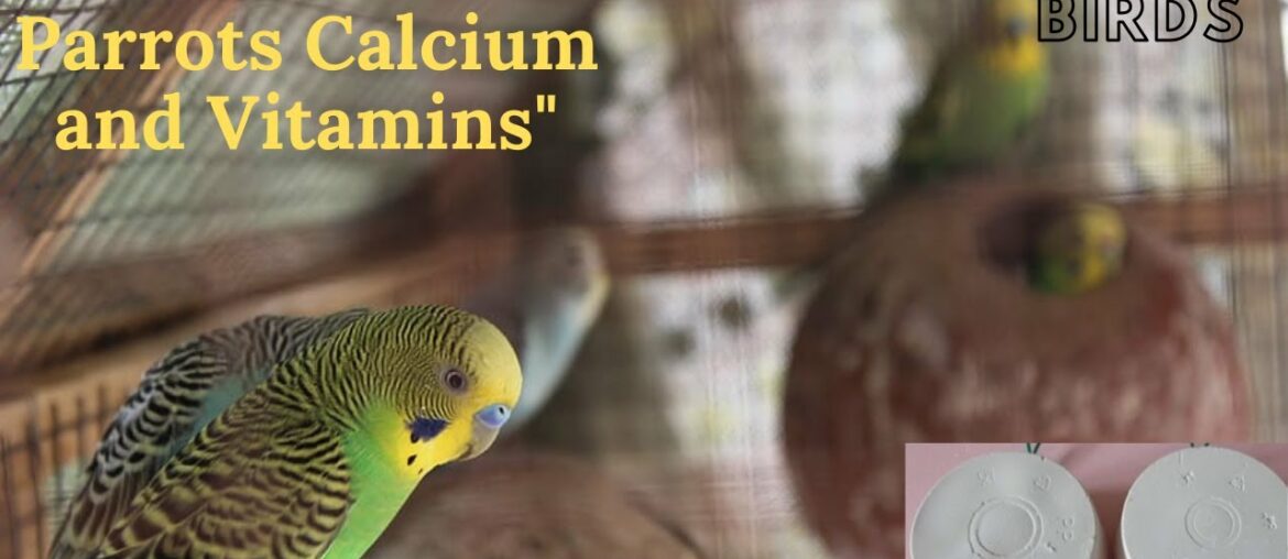 Australian parrots Vitamins & Calcium, Best Vitamins for Australian parrots in Urdu/Hindi #dicebirds