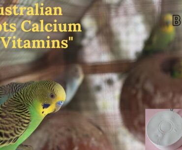 Australian parrots Vitamins & Calcium, Best Vitamins for Australian parrots in Urdu/Hindi #dicebirds